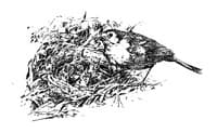 Cover of Robin's Rambles